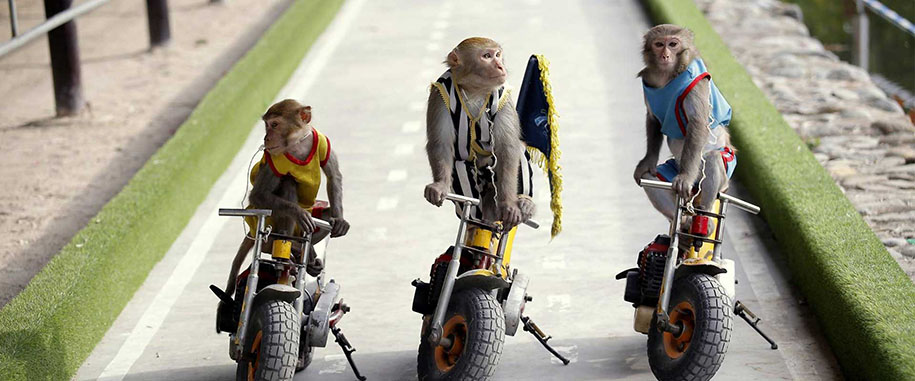 Tour Suối Hoa Lan - Đảo Khỉ Tour Suối Hoa Lan - Đảo Khỉ